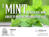 I Mint To Tell You - QTY 24 - $2.46 Per Gift